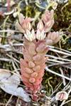 Sedum rubens
