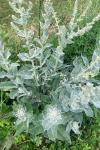 Verbascum pulverulentum