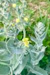 Verbascum pulverulentum