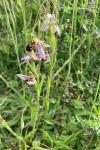 Ophrys apifera