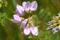 Coronilla varia