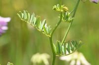 Coronilla varia