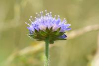 Knautia arvensis