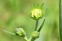 Knautia arvensis