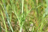 Knautia arvensis