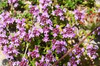 Thymus