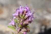 Thymus