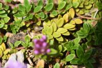 Thymus
