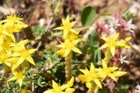 Sedum acre