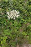 Daucus carota
