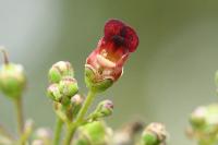 Scrophularia auriculata