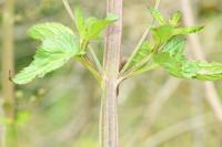 Scrophularia auriculata