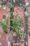 Erigeron karvinskianus