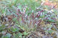 Mibora minima