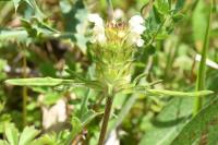 Prunella laciniata