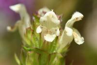 Prunella laciniata