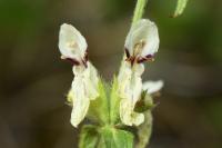 Stachys recta