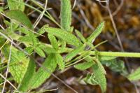 Stachys recta
