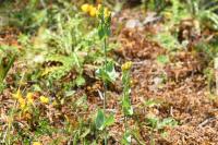 Blackstonia perfoliata