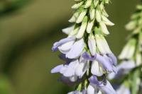 Galega officinalis
