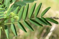 Galega officinalis
