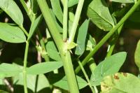 Galega officinalis