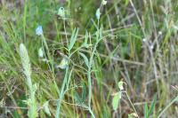 Lathyrus hirsutus
