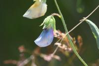 Lathyrus hirsutus