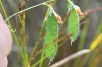Lathyrus hirsutus