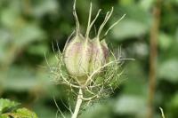 Nigella damascena