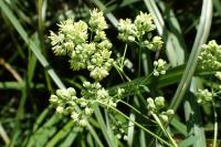 Thalictrum flavum