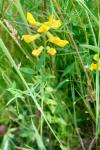 Lathyrus pratensis