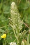 Himantoglossum hircinum