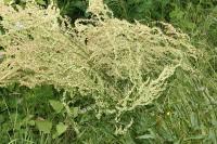 Rumex acetosella