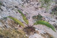 Asplenium scolopendrium