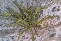 Asplenium trichomanes
