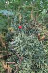 Ruscus aculeatus