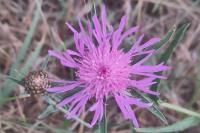 Centaurea