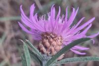 Centaurea