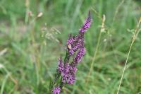Lythrum salicaria