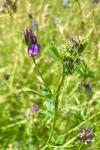 Medicago sativa