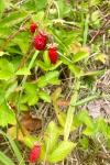 Fragaria vesca