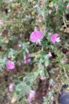 Ononis spinosa