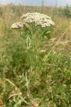 Achillea millefolium