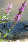 Lythrum salicaria