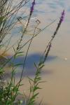 Lythrum salicaria