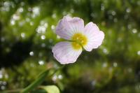 Baldellia repens