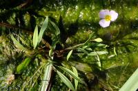 Baldellia repens