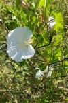 Convolvulus sepium