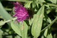 Centaurea nigra